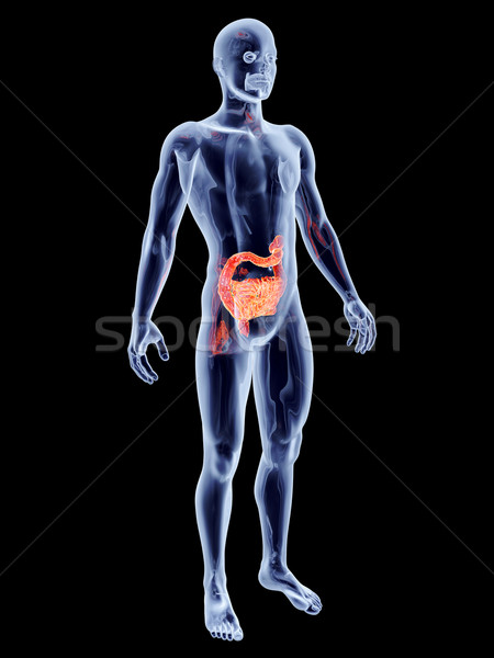 Wewnętrzny jelita 3D świadczonych anatomiczny Zdjęcia stock © Spectral
