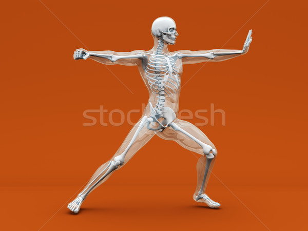 Anatomía artes marciales médicos anatomía humana 3D prestados Foto stock © Spectral