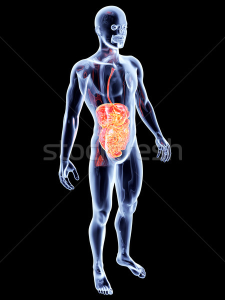 Interno organi intestino 3D reso anatomica Foto d'archivio © Spectral