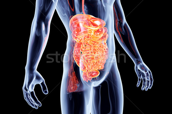 внутренний кишечник 3D оказанный анатомический Сток-фото © Spectral
