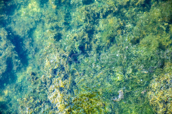 Foto stock: Alga · lago · naturalismo · grama · natureza · mar