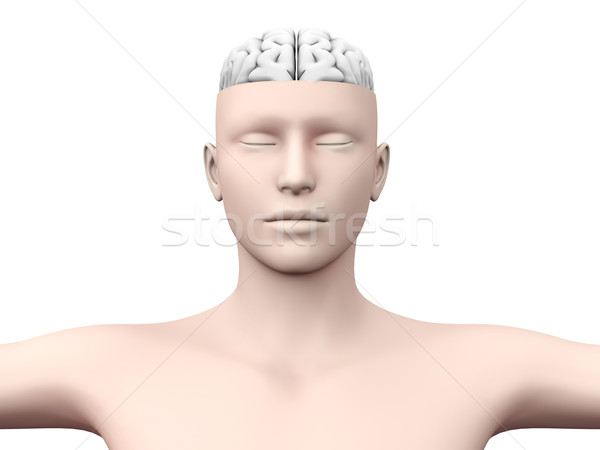 Gehirn Mann anatomischen 3D gerendert Stock foto © Spectral