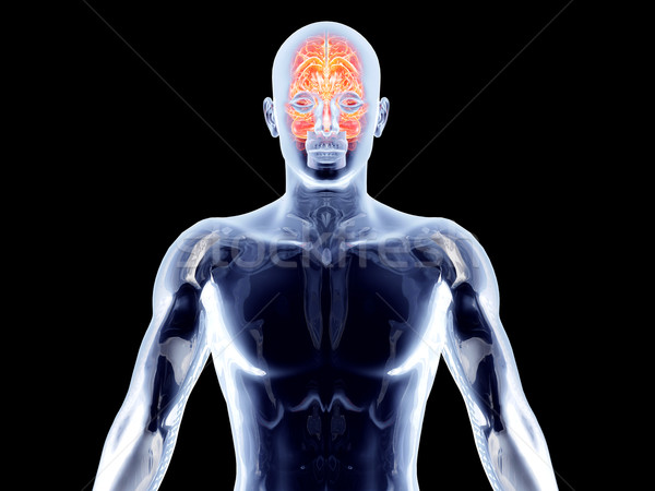 Wewnętrzny mózgu 3D świadczonych Zdjęcia stock © Spectral