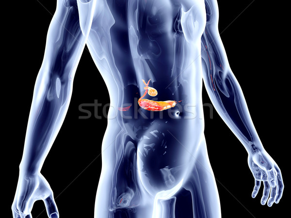 Interno 3D prestados anatómico ilustración Foto stock © Spectral