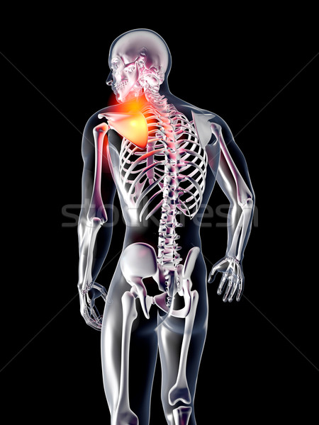 Anatomy - Hurting Shoulder	 Stock photo © Spectral