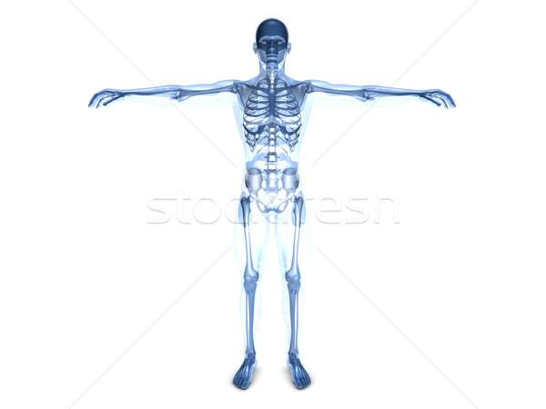 Anatomy Visualization	 Stock photo © Spectral