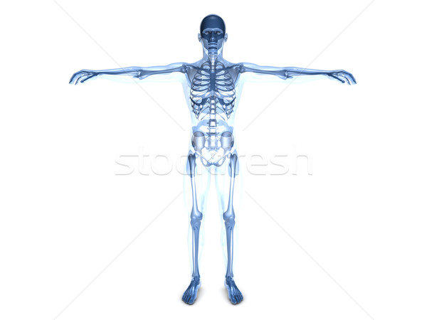 Anatomie medizinischen Anatomie des Menschen 3D gerendert Illustration Stock foto © Spectral