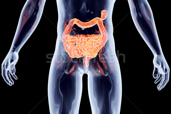 Internen Organe Darm 3D gerendert anatomischen Stock foto © Spectral