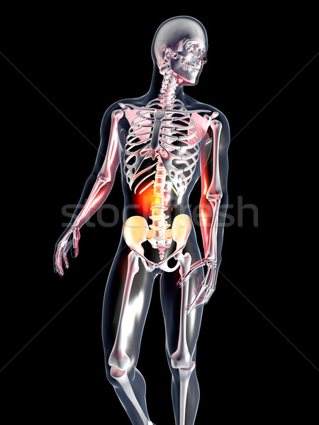 Anatomie estomac 3D rendu illustration isolé [[stock_photo]] © Spectral