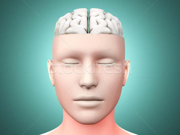 Cerebro hombre cerebro humano anatómico 3D prestados Foto stock © Spectral