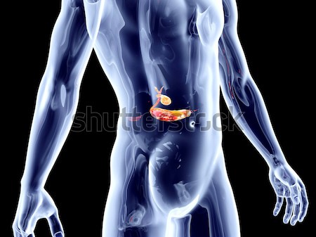 Intern vezica 3D prestate anatomic Imagine de stoc © Spectral