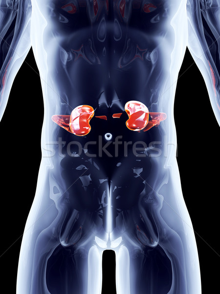Interno 3D prestados anatômico ilustração Foto stock © Spectral