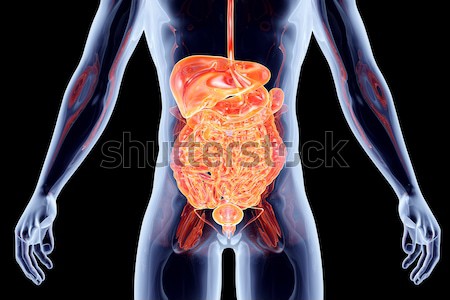 Interne organes humaine 3D rendu anatomique [[stock_photo]] © Spectral