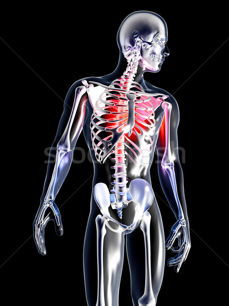 Anatomie borst pijn hart 3D gerenderd Stockfoto © Spectral