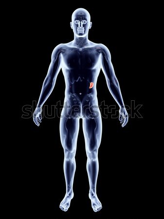 [[stock_photo]]: Xray · Homme · anatomie · 3D · rendu · illustration