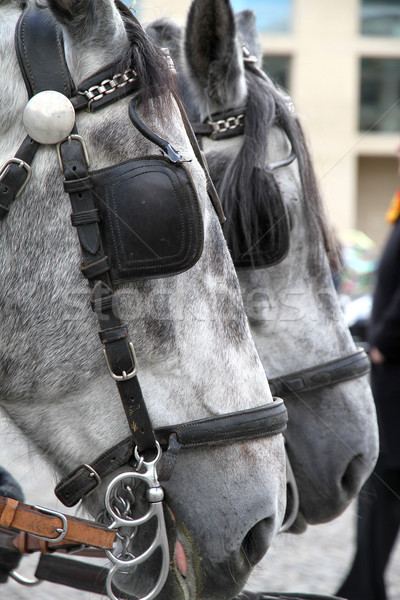 キャリッジ 馬 ベルリン ドイツ 馬 動物 ストックフォト © Spectral