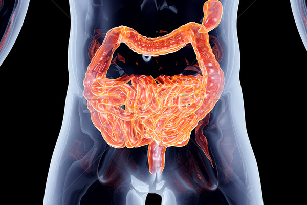 Foto d'archivio: Interno · organi · intestino · 3D · reso · anatomica