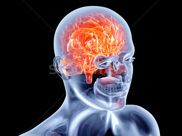 Interno organi cervello cervello umano 3D reso Foto d'archivio © Spectral