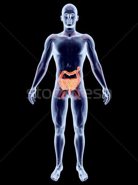 внутренний кишечник 3D оказанный анатомический Сток-фото © Spectral