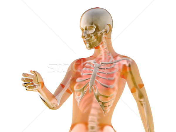 Stockfoto: Vrouwelijke · anatomie · 3d · illustration · geïsoleerd · witte · lichaam