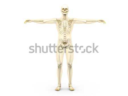 Skelett Medizinischen Anatomie Des Menschen 3d Gerendert Illustration Stock Foto C Michael Osterrieder Spectral Stockfresh