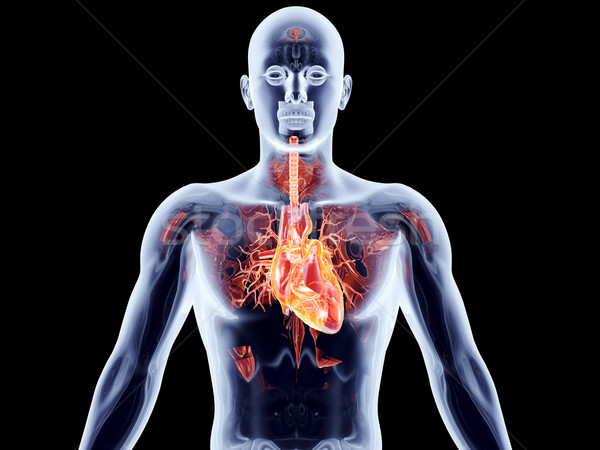 Wewnętrzny serca ludzi 3D świadczonych Zdjęcia stock © Spectral