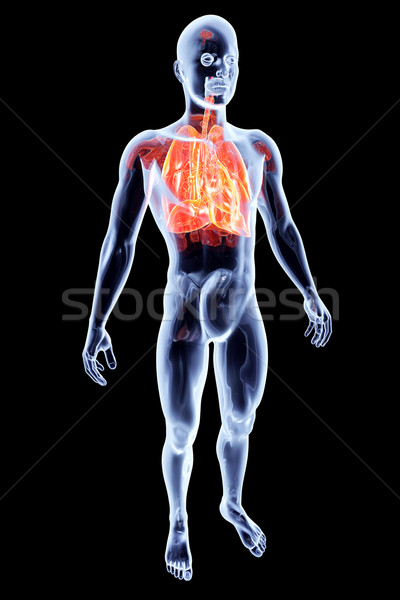 Intern 3D gerenderd anatomisch illustratie Stockfoto © Spectral