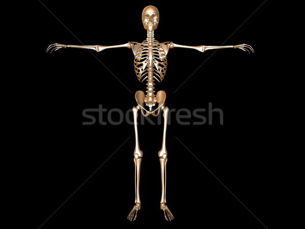 Skeleton Stock photo © Spectral