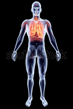 Stock foto: Internen · Organe · menschlichen · männlich · 3D · gerendert