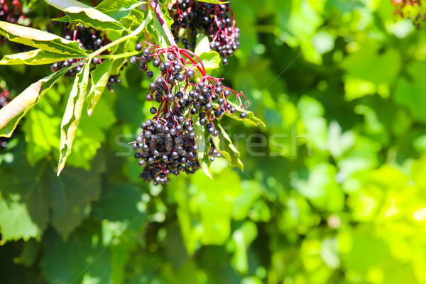 Elder Berries Stock photo © Spectral