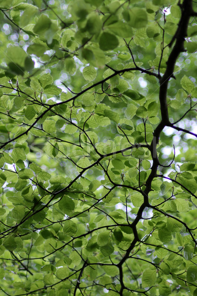 Leafy green background Stock photo © speedfighter