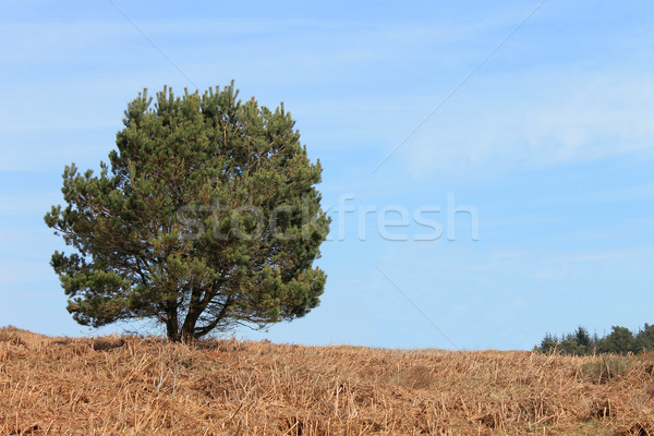 Green tree in countryside Stock photo © speedfighter