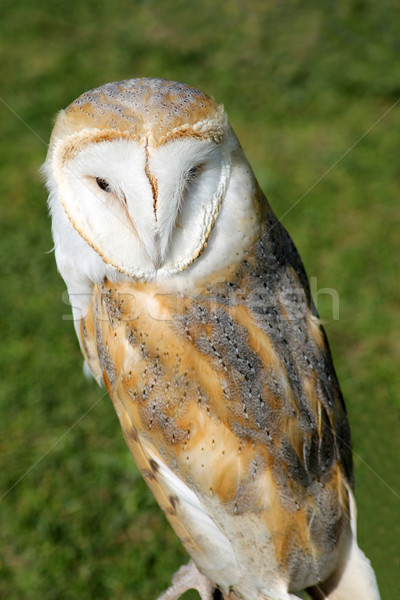 Stock photo: Snowy owl
