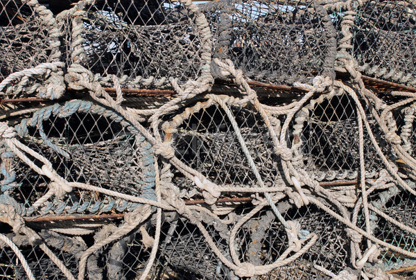 Foto d'archivio: Aragosta · industria · pesca · marine · primo · piano · fotografia