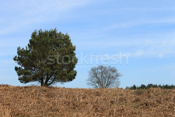 Green tree in countryside Stock photo © speedfighter