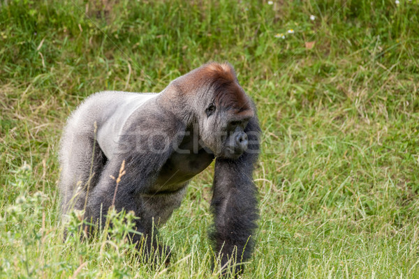 Old gorilla on a grass field Stock photo © Sportactive