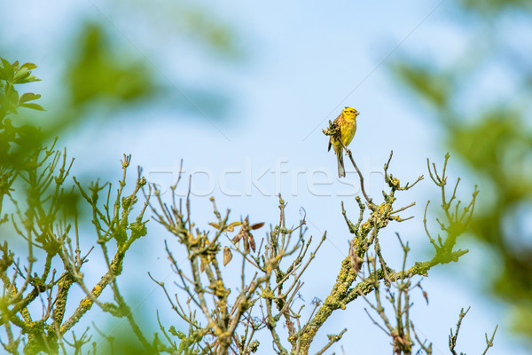 Yellowhammer in the top of a tree Stock photo © Sportactive