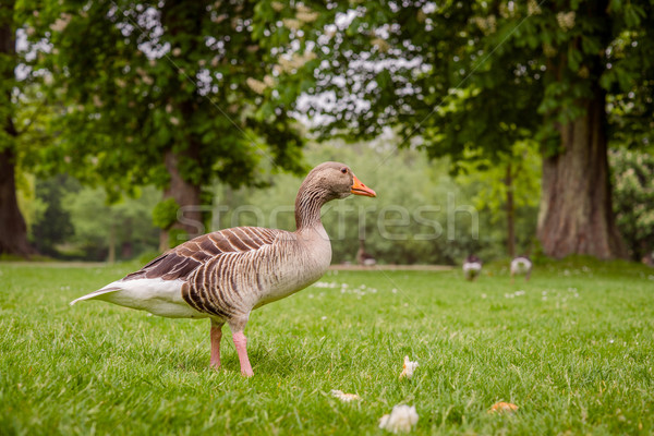 Foto stock: Ganso · verde · parque · verão · laranja · pássaro