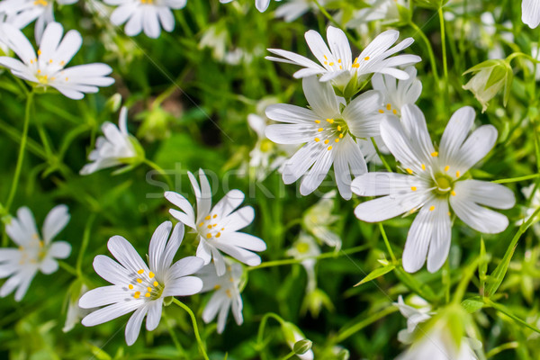 Kwiaty charakter biały zielone ogród trawy Zdjęcia stock © Sportactive