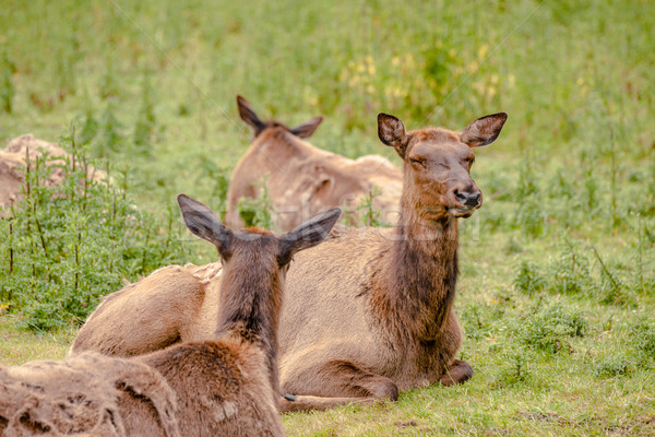 Wapiti deer herd in the grass Stock photo © Sportactive