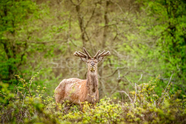 Deer in a forest Stock photo © Sportactive