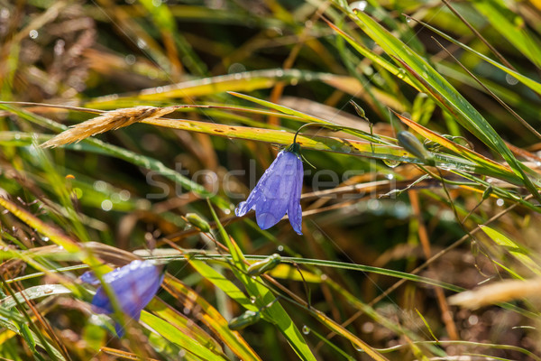 Blue harebell flower with dew Stock photo © Sportactive