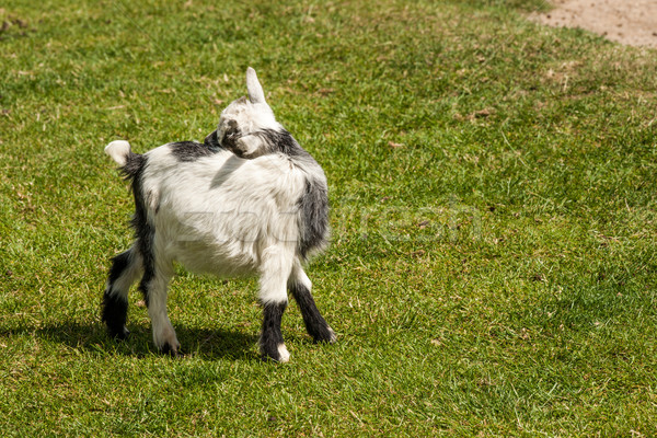 Young capra hircus goat on grass Stock photo © Sportactive
