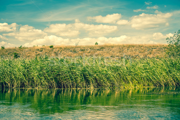Green rushes by a riverside Stock photo © Sportactive