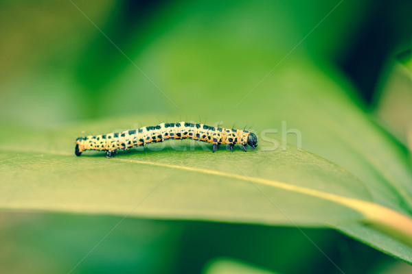 Erannis defoliaria caterpillar on a leaf Stock photo © Sportactive
