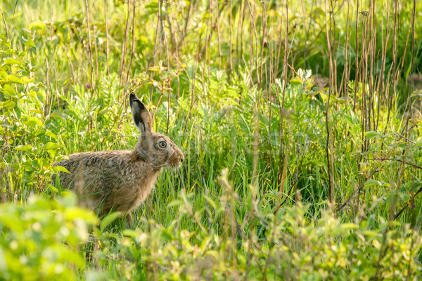 Wild hare in a green garden Stock photo © Sportactive
