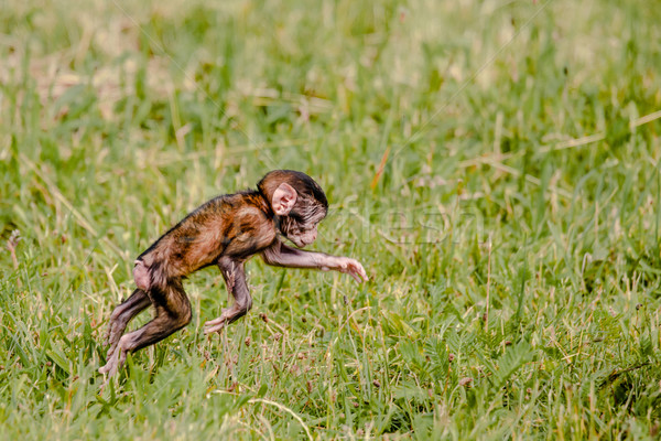 Berber baby monkey jumping in the grass Stock photo © Sportactive