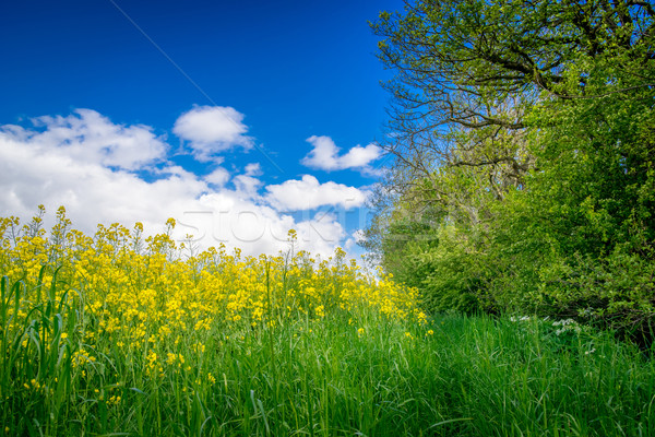 Canola on a green meadow Stock photo © Sportactive