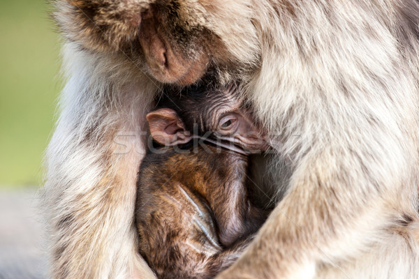 Berber monkey mom holding it's baby Stock photo © Sportactive
