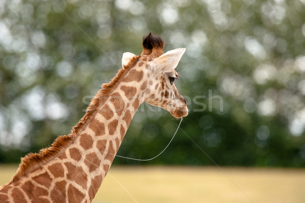 Jonge giraffe slijm mond hoog Stockfoto © Sportactive